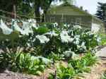 cole crops at Circus Lyons garden