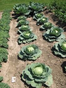Cabbages