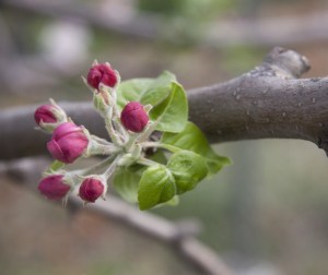fruit tree bloom