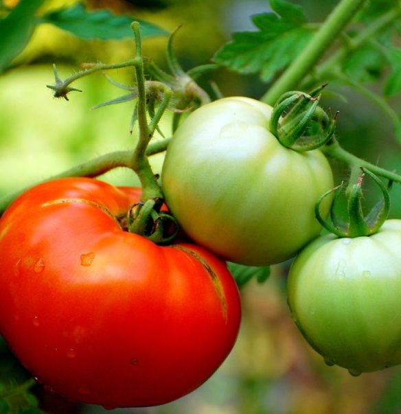 one red and two green tomatoes on the vine