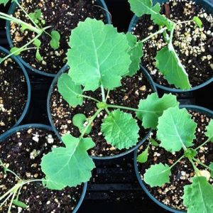 young kale plants