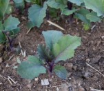 spring planting starts soon