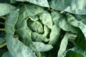 cabbage-1064621_1280