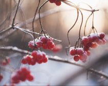 frost-berries-pexels