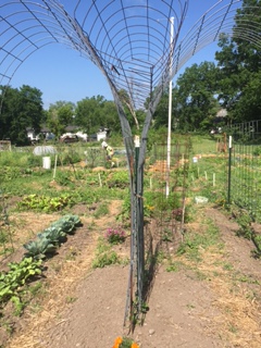 Ash St. garden in June 2017