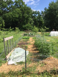 Ash St. garden in June 2017
