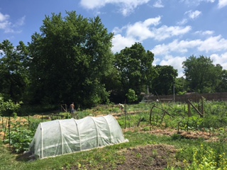 Ash St. garden in June 2017