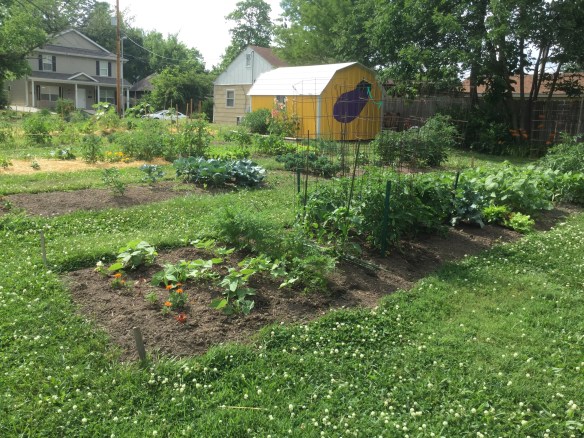 Ann St. Garden in summer with a shed painted with an eggplant
