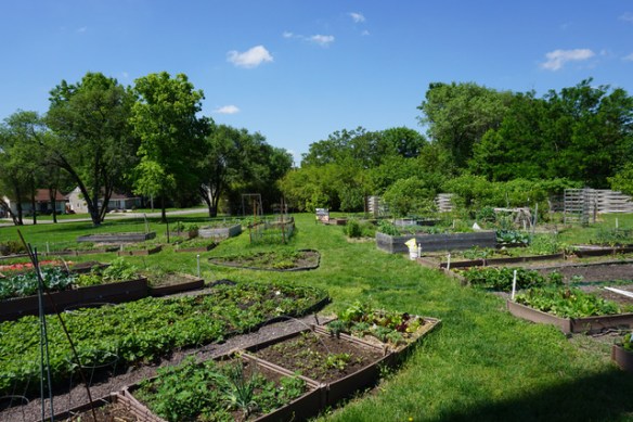 plots at Unite 4 Health garden