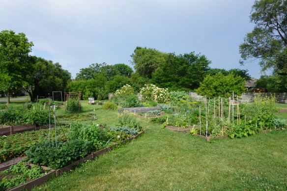 garden plots at Unite 4 Health garden