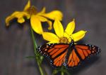monarch butterfly with flowers