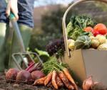 gardener with harvested vegetables