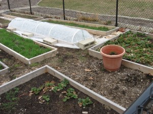 garden beds demonstrating use of row cover with hoops, photo by Mark The Trigeek