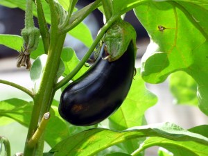 ripe eggplant on its plant