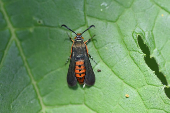 adult squash vine borer, photo by Jesse Christopherson
