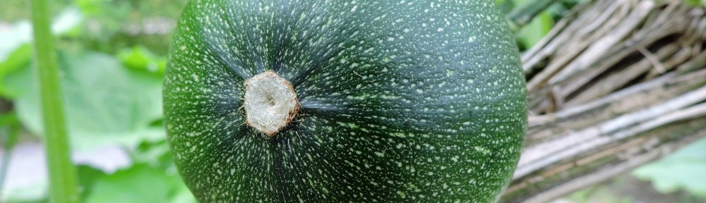 round zucchini growing
