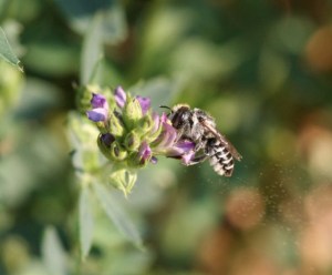 Picture of small bee on flower
