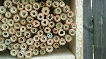 Bamboo tubes filled with cut pieces of leaf.