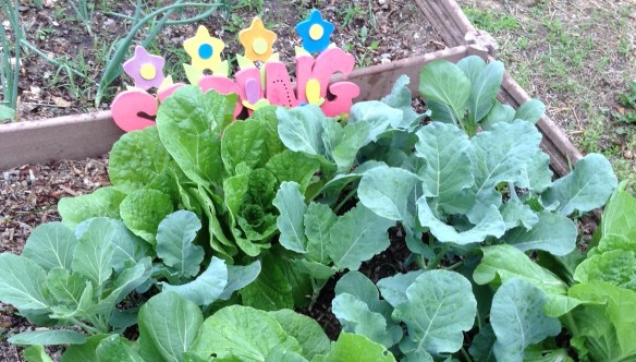 mixed greens growing in a garden plot with decorative "spring" sign