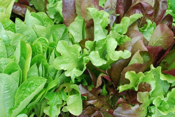 mixed baby lettuce