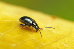 Adult flea beetle