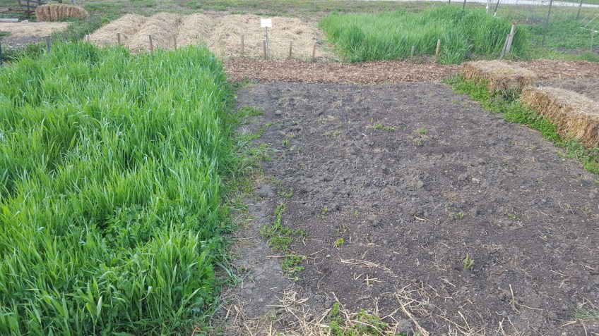 cover crop planting at community garden