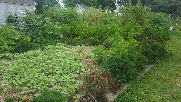 buckwheat cover crop planted in summer amongst other garden vegetables