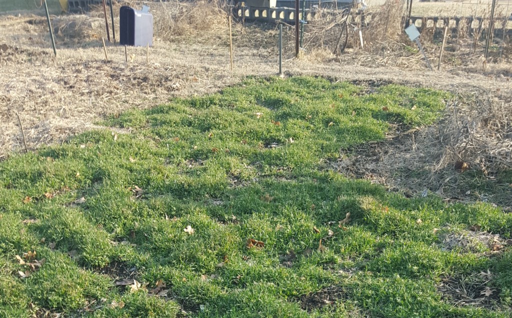 cover crop planted in October that survived the winter and is growing well in February