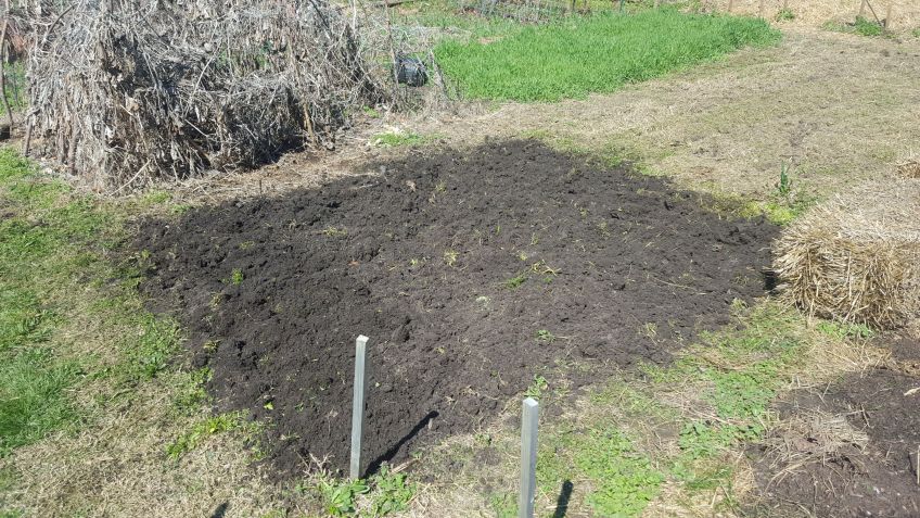 cover crop mowed down and tilled in