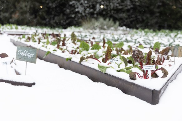 chicory seedlings in a raised bed wih light snow cover
