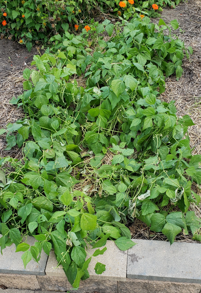 green bean plants