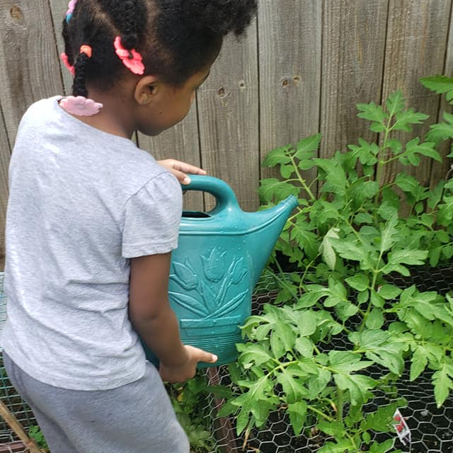 young girl watering tomato plant with a watering can