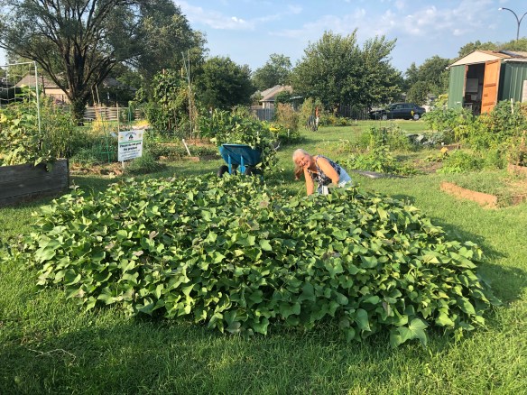 Garden leader Cheryl in the sweet potato patch at the Unite4Health garden