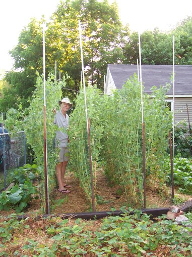 Kathy's husband standing between rows of trellised peas in their garden