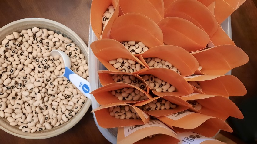 a bowl of black-eyed pea seeds with a measuring spoon sits next to several open envelopes of measured seeds