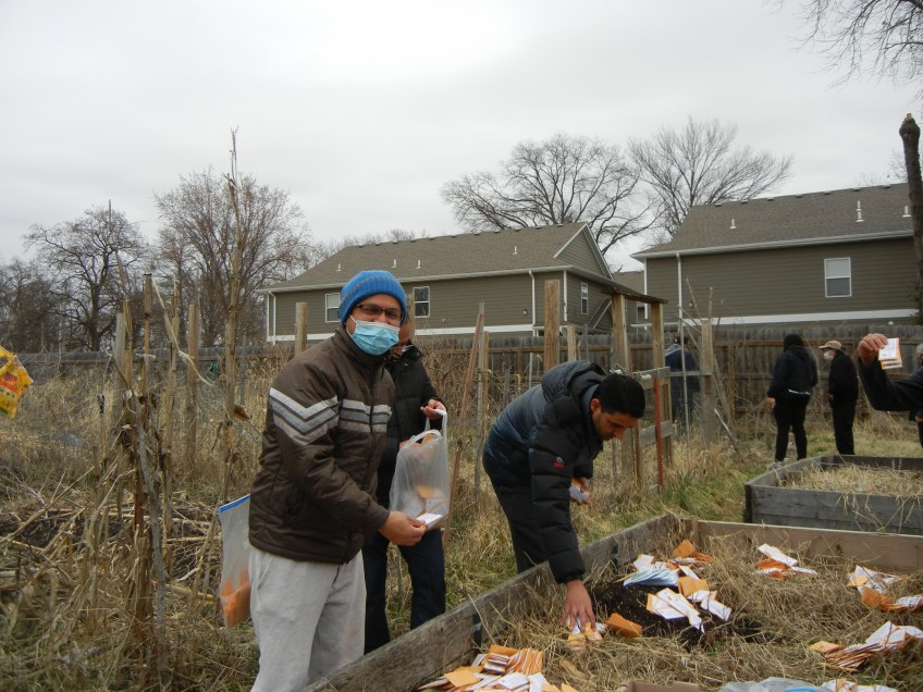 a man wearing a face mask picks from seed packets set out in a raised garden bed, other gardners in the background at Ash St. garden, still in late winter before plants are growing