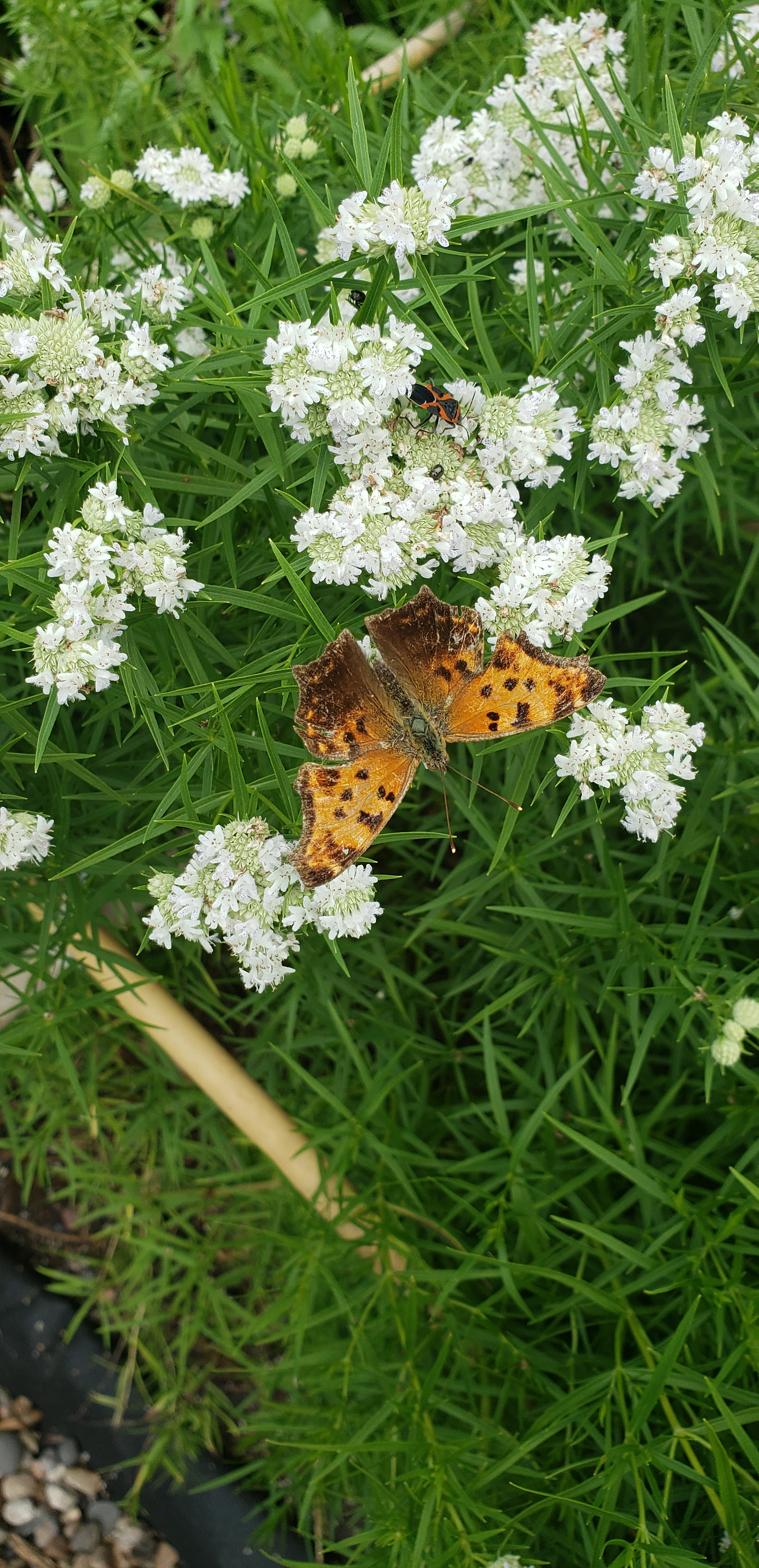 Gray Comma Butterfly on Slender Mountain Mint