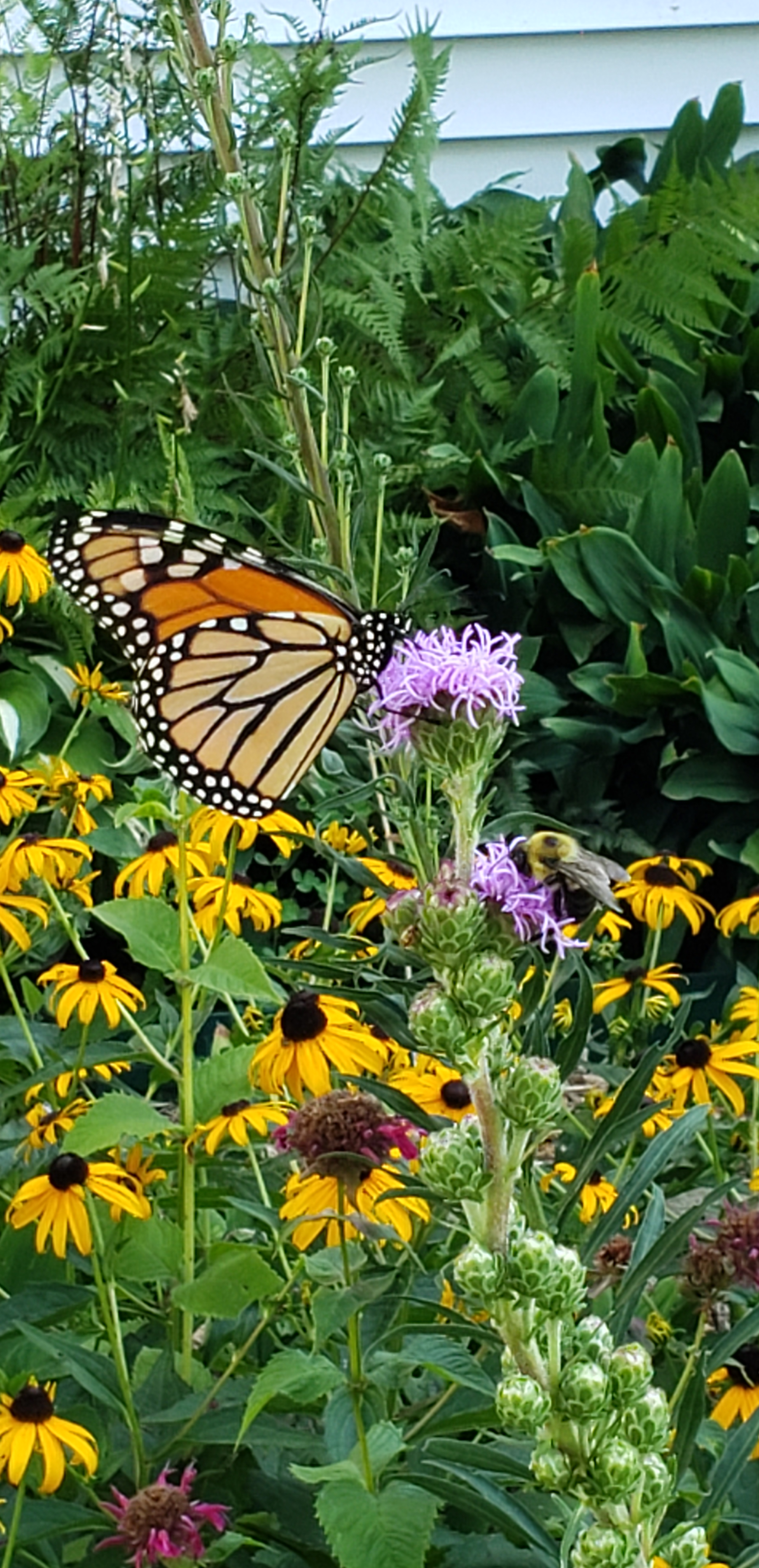Monarch Butterfly on Meadow Blazing Star With Other Wildflowers