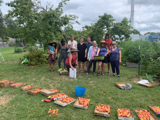 a group of gardeners poses for a late summer photo showing flat boxes full of peaches on the ground in front of them