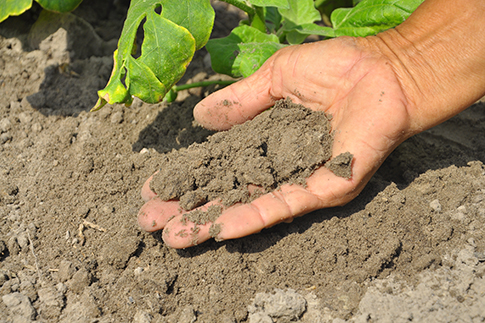 A person's hand is held just above some garden soil and holding some soil. Green leaves are just behind the hand.