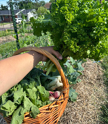 a basket of produce hangs off the wrist of a the arm of a gardener while they hold a bunch of curly kale in their hand